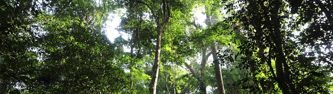 <p>LES FORETS SACR&Eacute;ES</p>